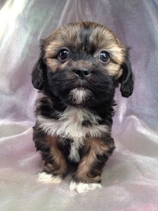 Female Lhasa Bichon Teddy bear Puppy for sale #10|Teddy bear breeder selling teddy bear puppies for less that Most teddy bear breeders 6
